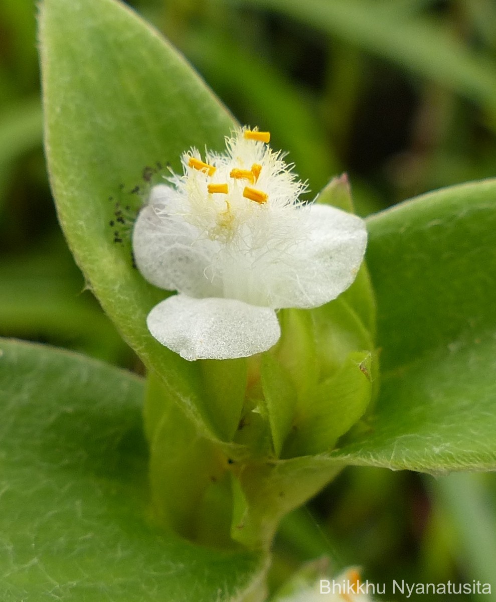 Cyanotis villosa (Spreng.) Schult. & Schult.f.
